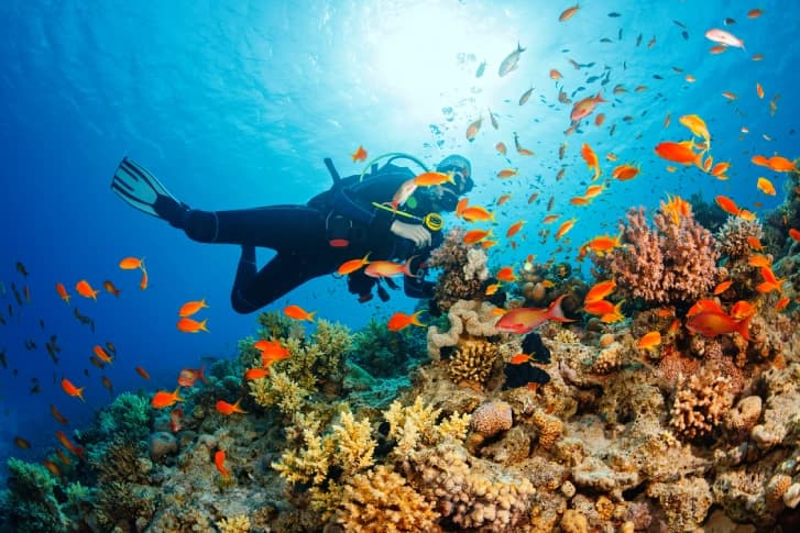 Diving Egypt : Hidden Wonders of the Red Sea You Need to See